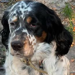 English Springer Spaniels from Wyoming Springer Spaniels