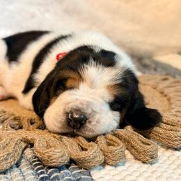 Earl - Black brown and white male Basset Hound puppy in Edmonton, Kentucky from RiverBottom Bassets