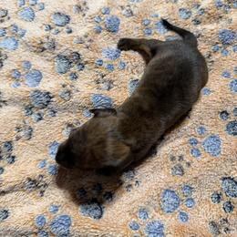 Snow White - Brindle female Dachshund puppy in Martinsville, Indiana from Witchy Woman’s Wiener’s