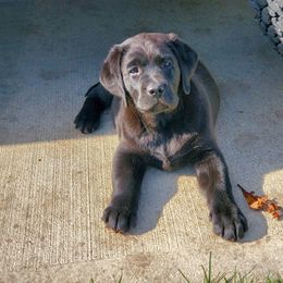 Labrador Retriever Puppies from Clearwater Labradors