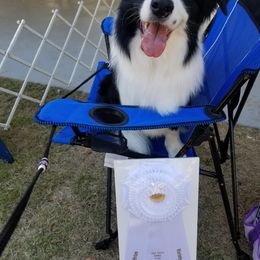 Border Collie and Rottweiler Puppies from K&R RANCH KENNELS