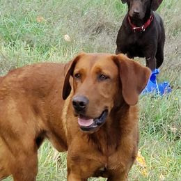 Labrador Retriever Puppies from Torg's Labs