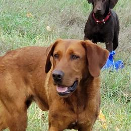 Labrador Retriever Puppies from Torg's Labs