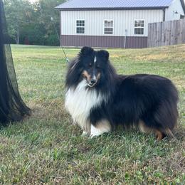 Tilly - Black white and tan female Shetland Sheepdog puppy in New Richmond, Ohio from Heaven’s Shelties