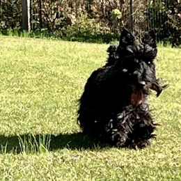 Scottish Terriers from Miranda Maynard