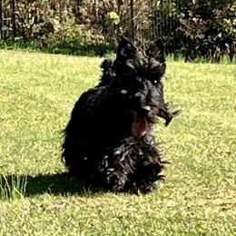 Scottish Terriers from Miranda Maynard
