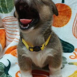 Pembroke Welsh Corgi Puppies from Episode Corgis
