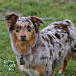 Australian Shepherd All Grown Up from Rocking Diamond B Aussies