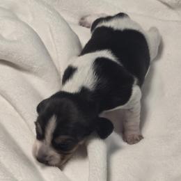 Max - Black tan and white male Beagle puppy in Peculiar, Missouri from At home