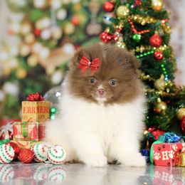 AKC Cookie - Chocolate parti female Pomeranian puppy in Sacramento, California from My Precious Poms