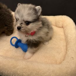 Girl 1 - Blue merle female Pomeranian puppy in Tyler, Texas from Aukland’s Poms