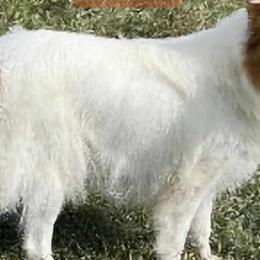 Lily - Collie