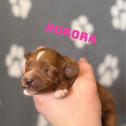 Aurora - Red female Cavapoo puppy in Sun City, Arizona from AZ Cavapoos
