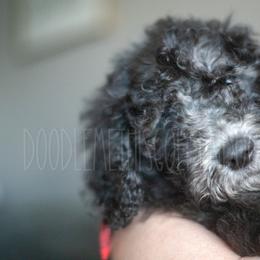 Goldendoodle Puppies from Doodle Me This Goldendoodles