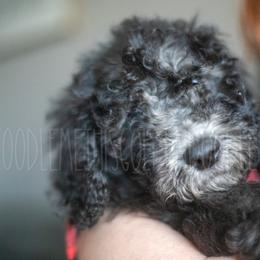 Goldendoodle Puppies from Doodle Me This Goldendoodles