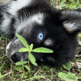 Dee - Black and white female Siberian Husky puppy in Union Grove, Alabama from Southern Siberian Life