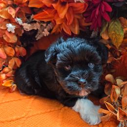 Birdie - Black and silver female Miniature Schnauzer puppy in Hertford, North Carolina from Little Bug Schnauzers