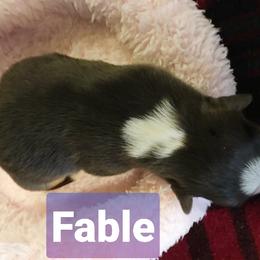Pembroke Welsh Corgi Puppies from Whimsical Treasure Corgis