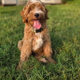 Apricot wavy - Red male Bernedoodle puppy in Graham, Texas from 2 Rose Ranch Doodles