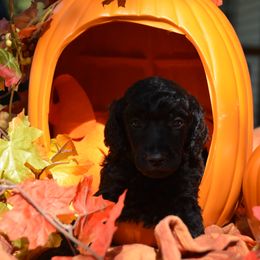 Poodle Puppies from Canoe Creek Spoos