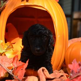 Poodle Puppies from Canoe Creek Spoos