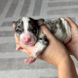 Blue merle phantom parti - Blue merle female Bernedoodle puppy in Spring, Texas from At The Cross Kennel
