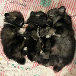 Pomeranian puppies from Junie’s Poms