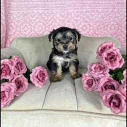 Prissy - Black and tan female Yorkshire Terrier puppy in Polk City, Florida from Yorkies by Casey