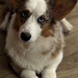 Cardigan Welsh Corgi Puppies from LoneStar Cardigan Welsh Corgis