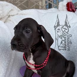 Creed - Black male Great Dane puppy in Prairieville, Louisiana from Southern Barron Danes & Dachshunds