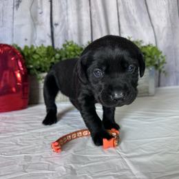 Orange - Black male Labrador Retriever puppy in Newton Grove, North Carolina from Wayalife Labradors & Gsp’s