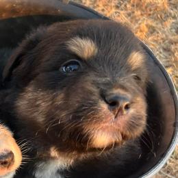 Boy 3 - Black tri-color male Australian Shepherd puppy in Welda, Kansas from McDaniel Aussies of Kansas LLC