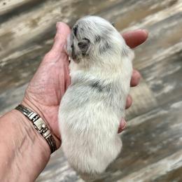 Blue Merle Parti Girl 1 week - Blue merle female Pomeranian puppy in Madison, Ohio from PawSitive Therapy Pomeranians