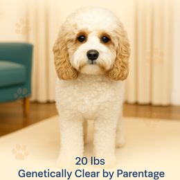 Sadie - Cavapoo