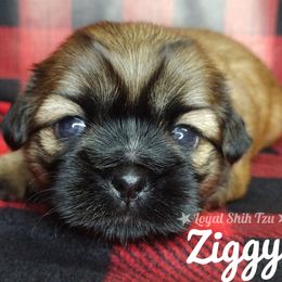 Ziggy - Gold and white male Shih Tzu puppy in Peoria, Arizona from Loyal Shih Tzu