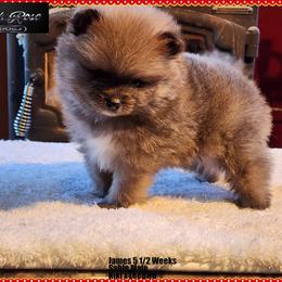 James - Orange sable male Pomeranian puppy in Chelsea, Oklahoma from English Rose Poms