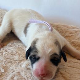 Maple - Lavendar - White and badger female Great Pyrenees puppy in San Marcos, California from Faith Family Freedom Farm
