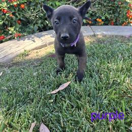 Dutch Shepherd Puppies from C’los Belgian/dutch shepherds