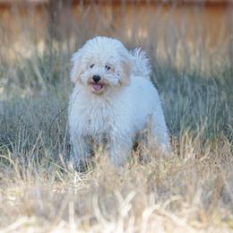 Peachy - Service or Therapy Prospect - Cream male Goldendoodle puppy in Eugene, Oregon from Oregon's Oodles of poodles & doodles