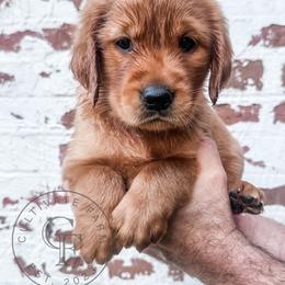 Tammy - light green - Dark golden female Golden Retriever puppy in Greeneville, Tennessee from Cultivate Farm