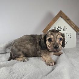 Noel - Cream female Dachshund puppy in Pryor, Oklahoma from Mighty Paws Manor