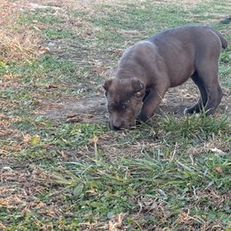 Cane Corso Puppies from Black Magic Cane Corso