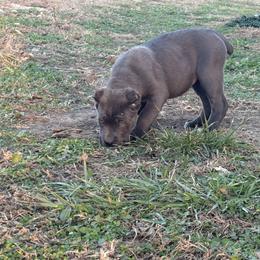 Cane Corso Puppies from Black Magic Cane Corso