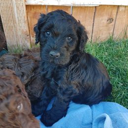 Goldendoodles from Meadow Brook Doodles