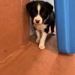 Border Collie Puppies from Poteet Pups