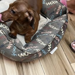 Daisy - Chocolate Dachshund puppy in Raleigh, North Carolina from Bluey’s Puppy Playhouse