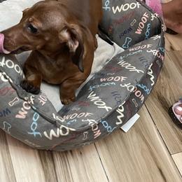 Daisy - Chocolate Dachshund puppy in Raleigh, North Carolina from Bluey’s Puppy Playhouse