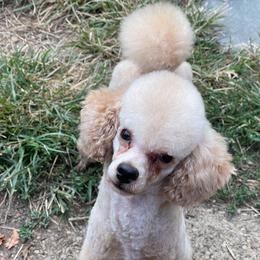 Shemesh - Poodle