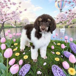 Lorna - Parti female Poodle puppy in Port Orange, Florida from Daytona’s Standard Poodles