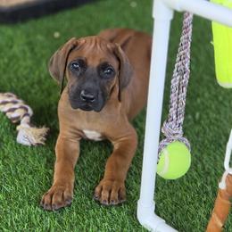 Cali - Rd whtn blk nose female Rhodesian Ridgeback puppy in Gaffney, South Carolina from Circle D Farms